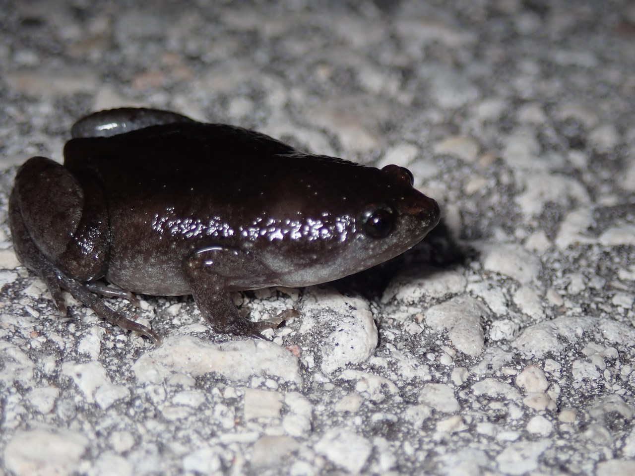 Gastrophryne carolinensis